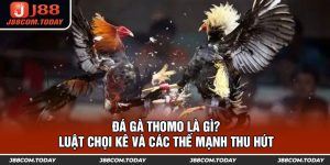 Đá Gà Thomo Là Gì? Luật Chọi Kê Và Các Thế Mạnh Thu Hút